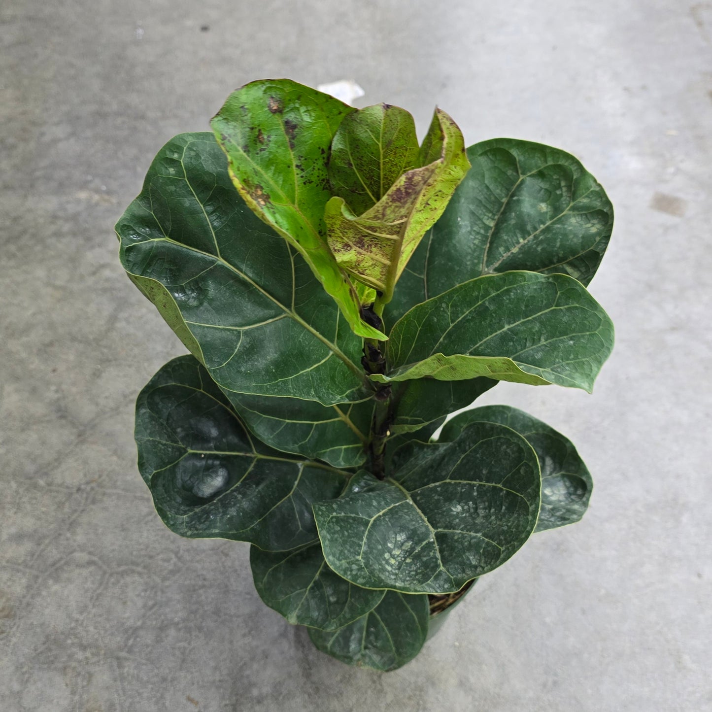 Ficus lyrata comp. 'Bambino' - 8"