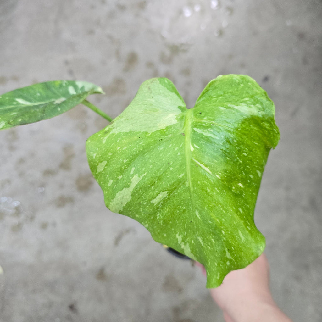 Monstera Thai Constellation - 4" (rescue)