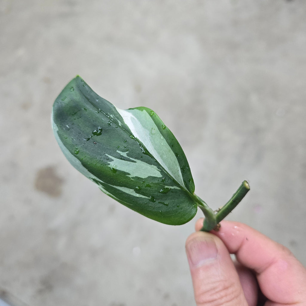 Scindapsus blue albo - cutting