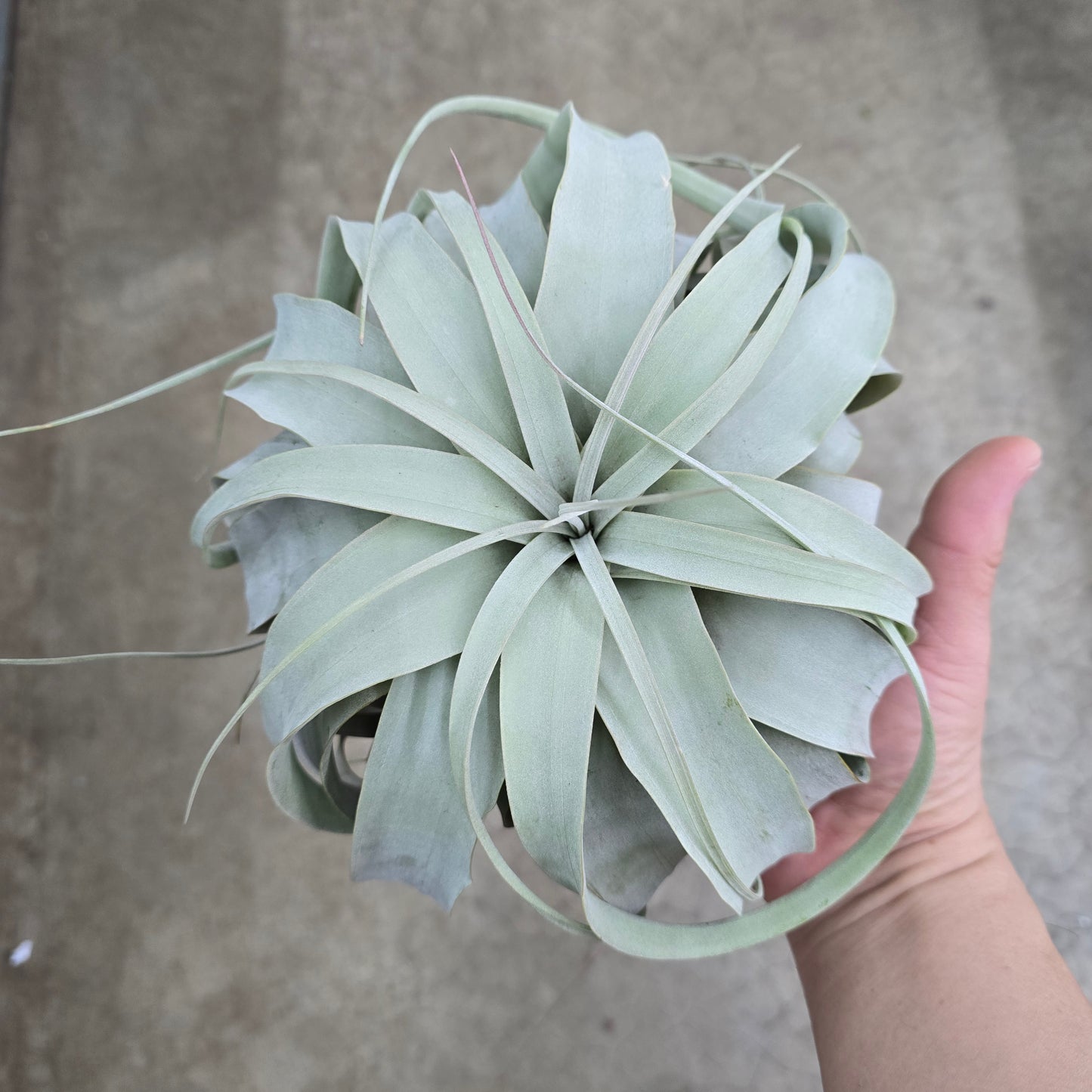 Xerographica Large