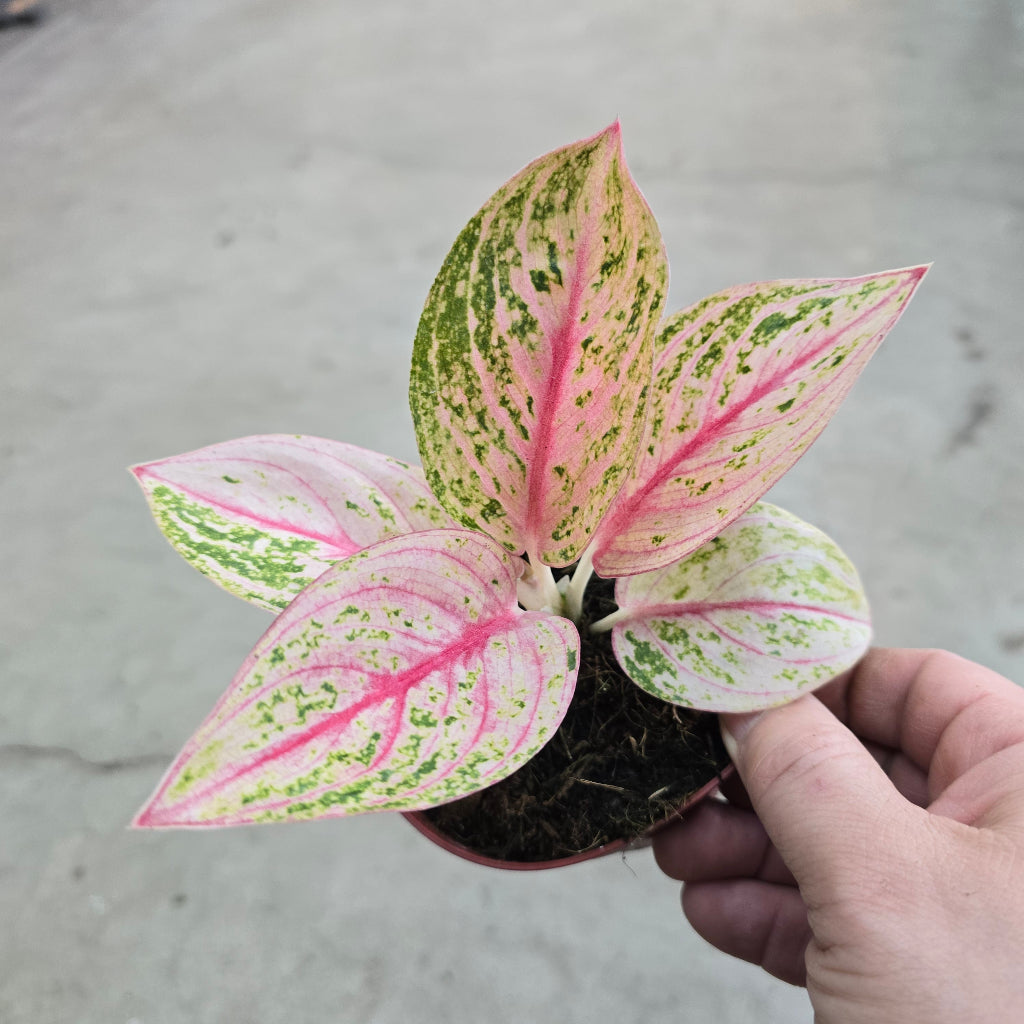 Aglaonema 'Golden Powder' - 4"