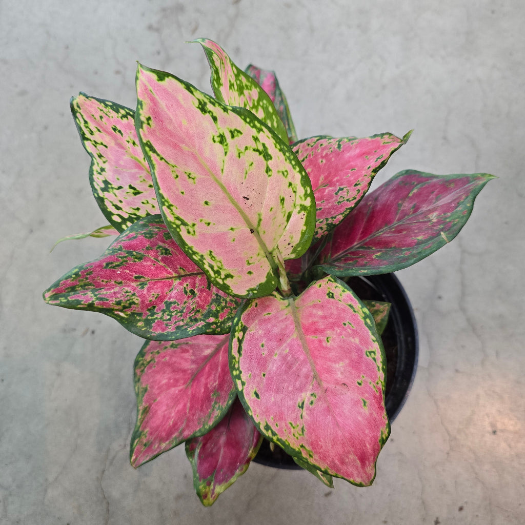 Aglaonema 'Lucky Red' - 6"