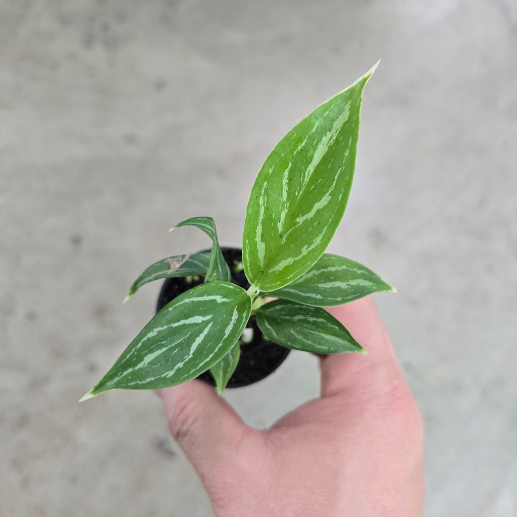 Aglaonema 'Snow White' - 2"