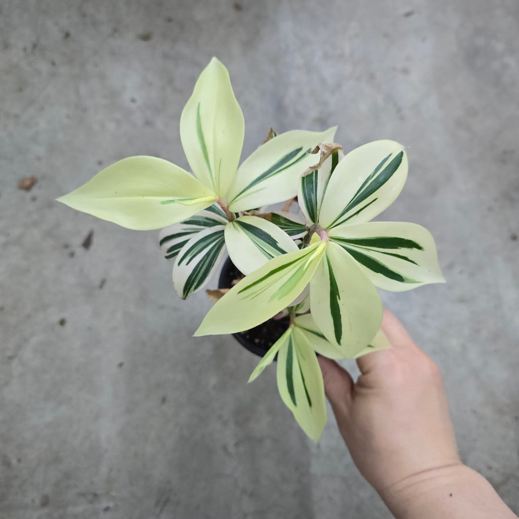Spiral Ginger - 4"