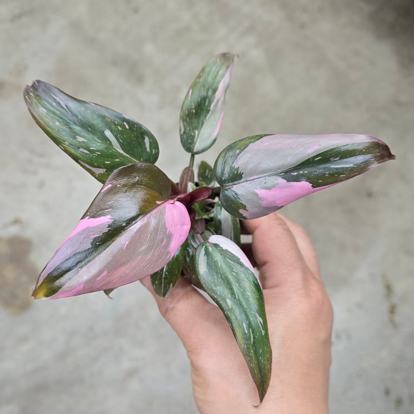 Philodendron 'Pink Princess Marble' - 2"