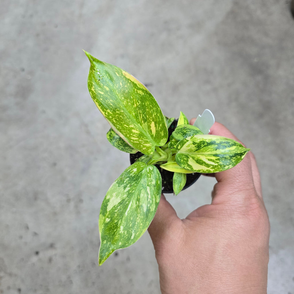 Philodendron 'Congo Green Marble Variegated' - 2"