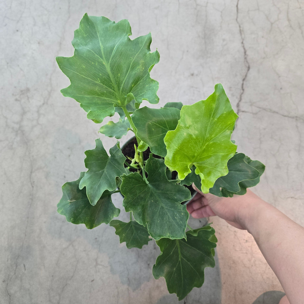 Thaumatophyllum bipinnatifidum - 8"