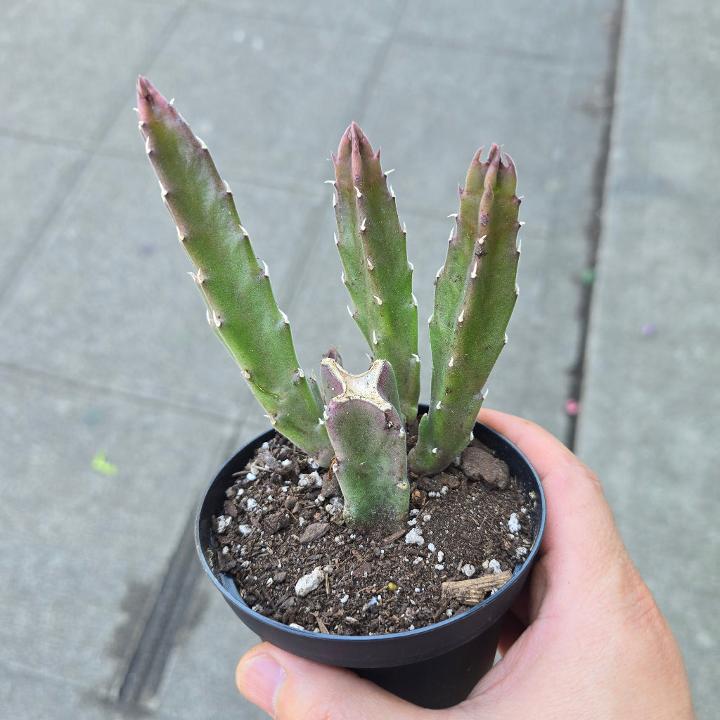 Stapelia hirsuta - 4"