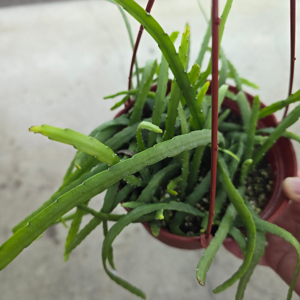 Rhipsalis boliviana - 6" HB