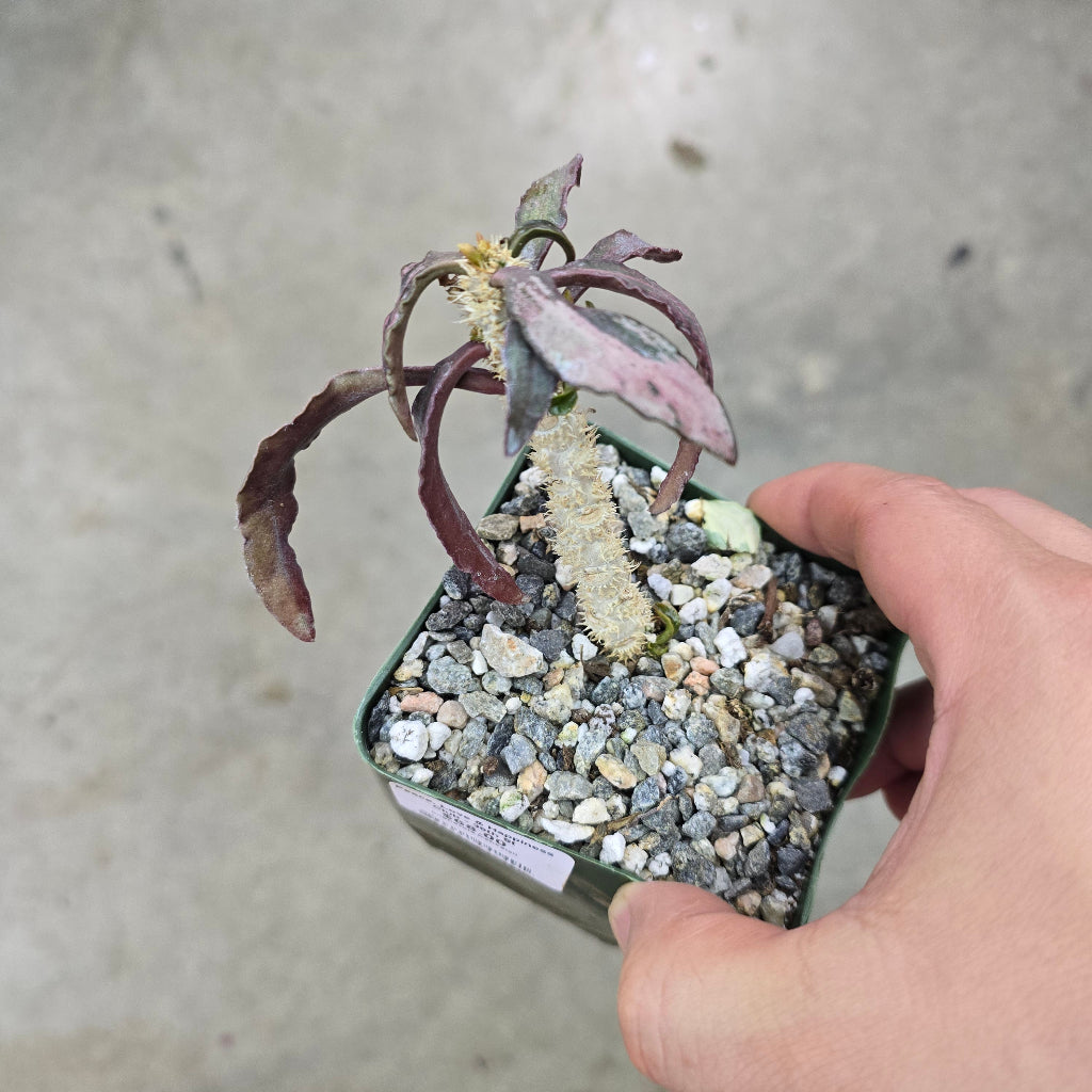 Euphorbia francoisii - 4"