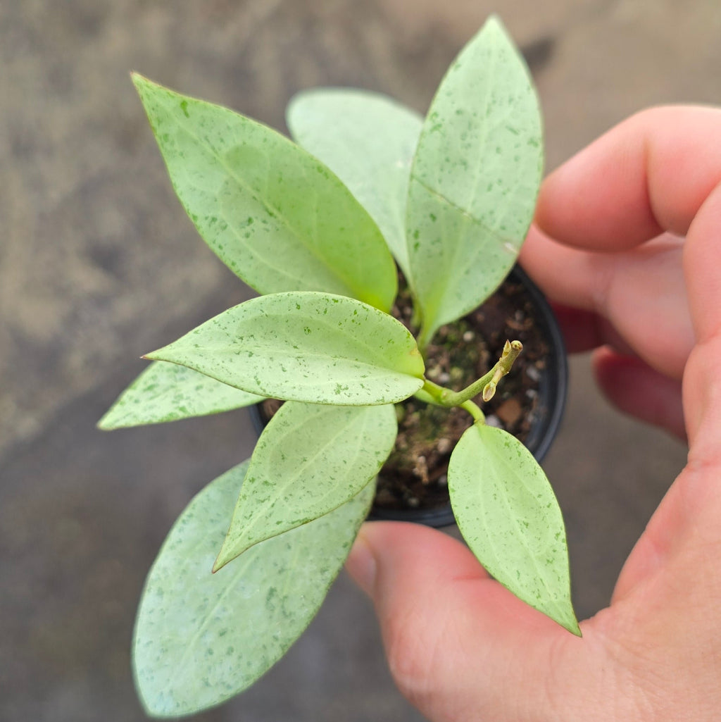 Hoya nicholsoniae ' New Guinea Ghost' - 2"