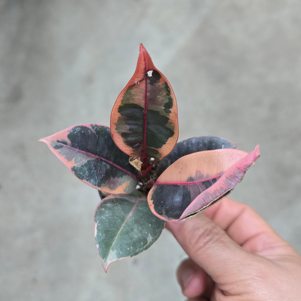 Ficus decora ruby - 2"
