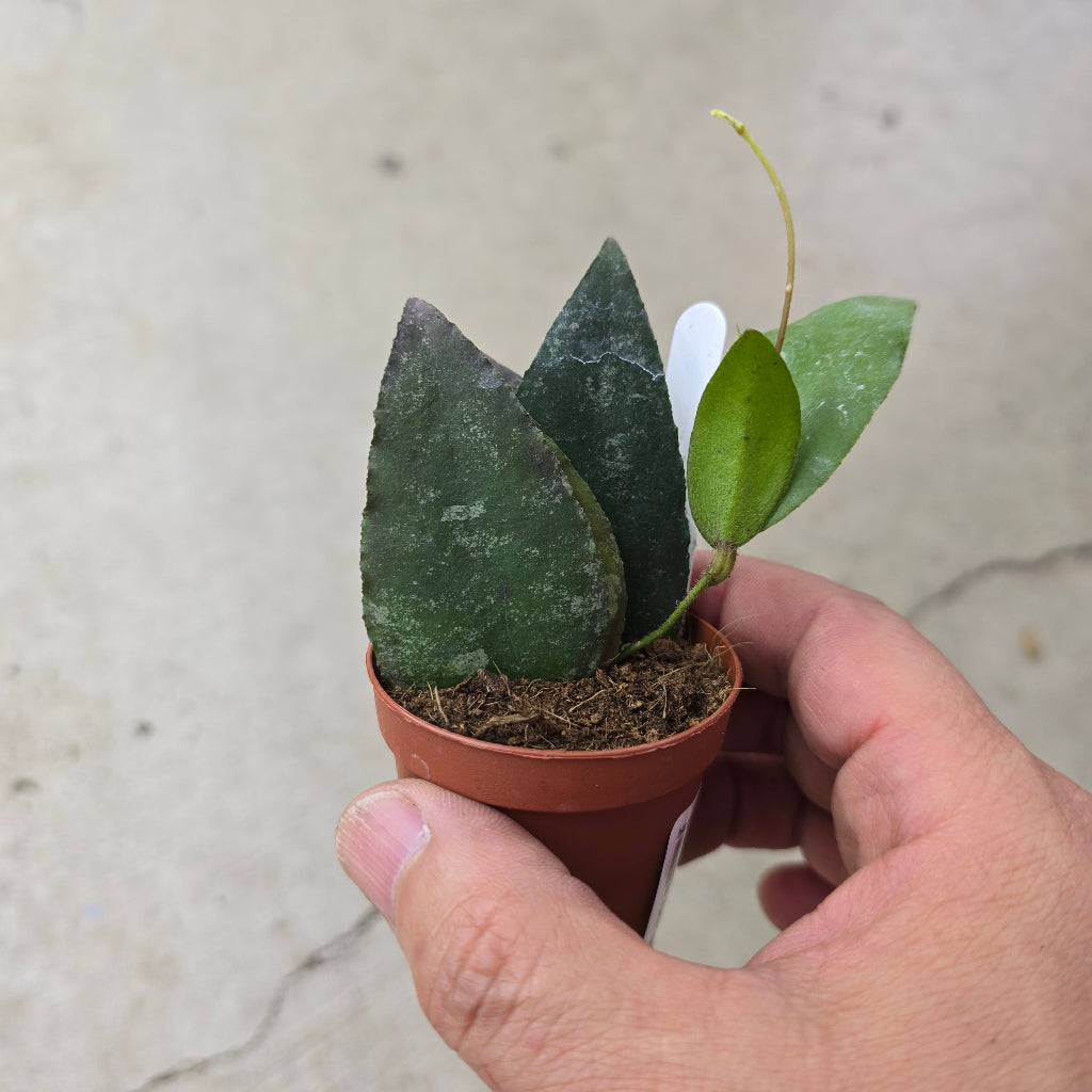 Hoya caudata - 2"
