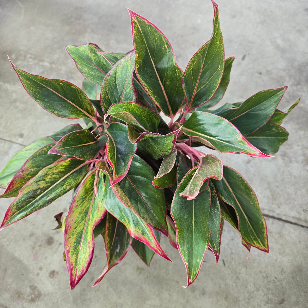 Aglaonema siam - 8"