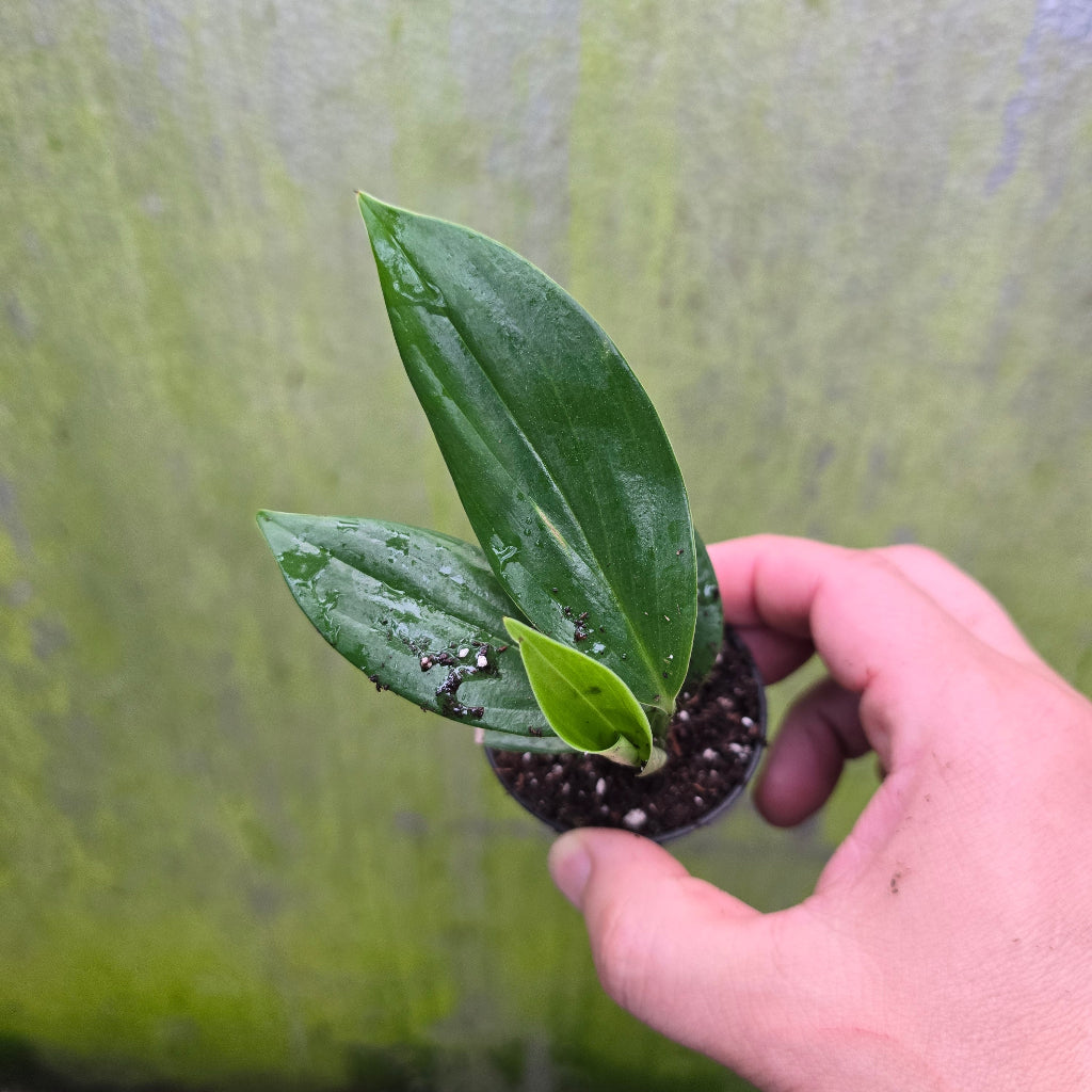 Rhaphidophora decursiva - 2.5"