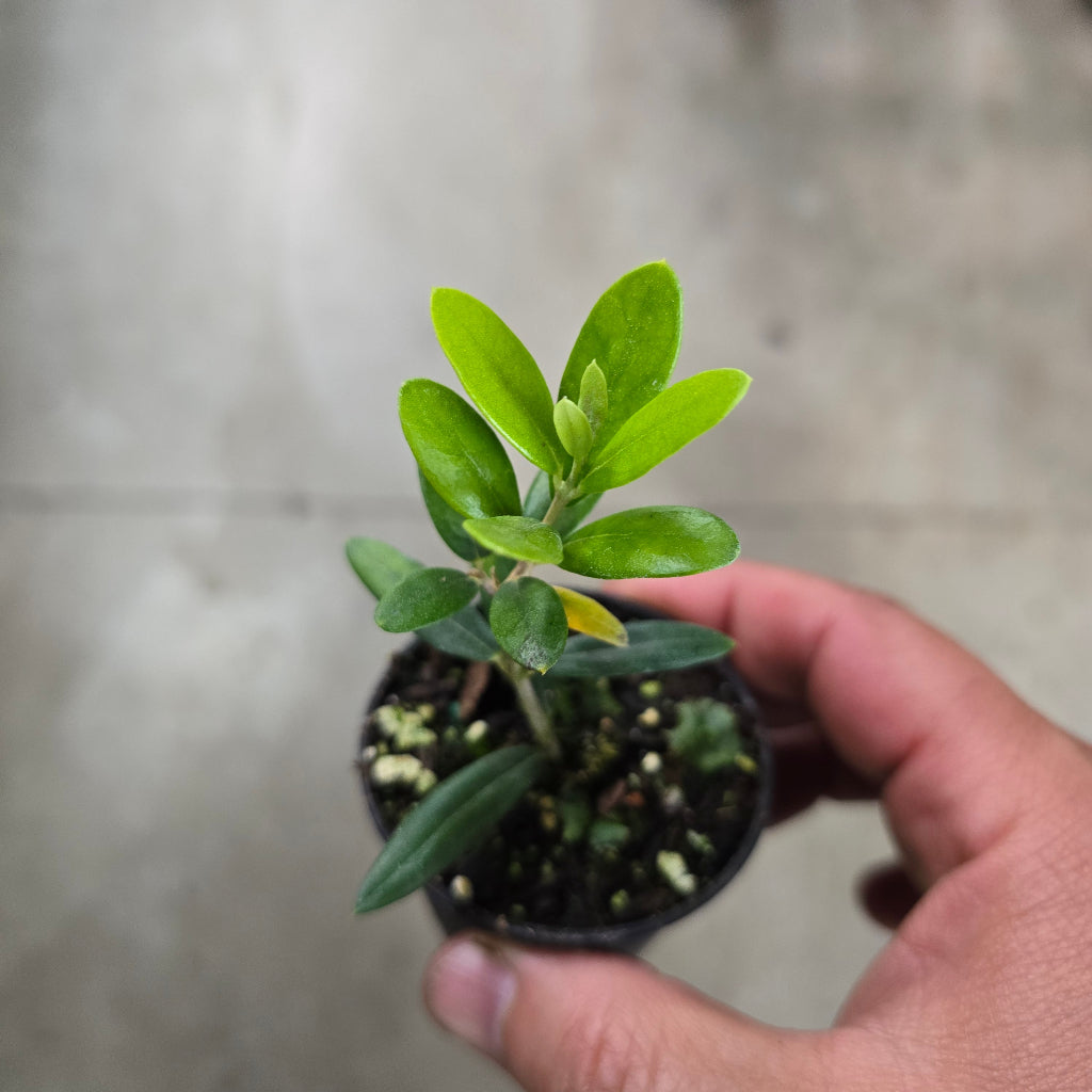 Olea europaea - 2"