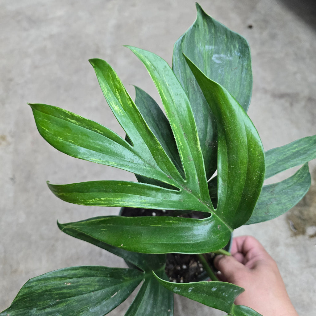 Rhaphidophora decursiva 'Variegata' - 6"