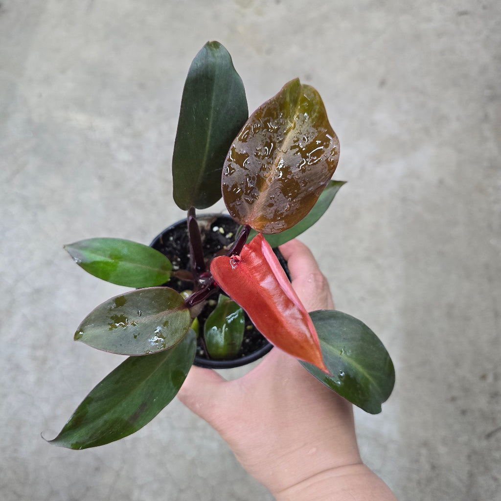 Philodendron 'Red Moon' - 4"