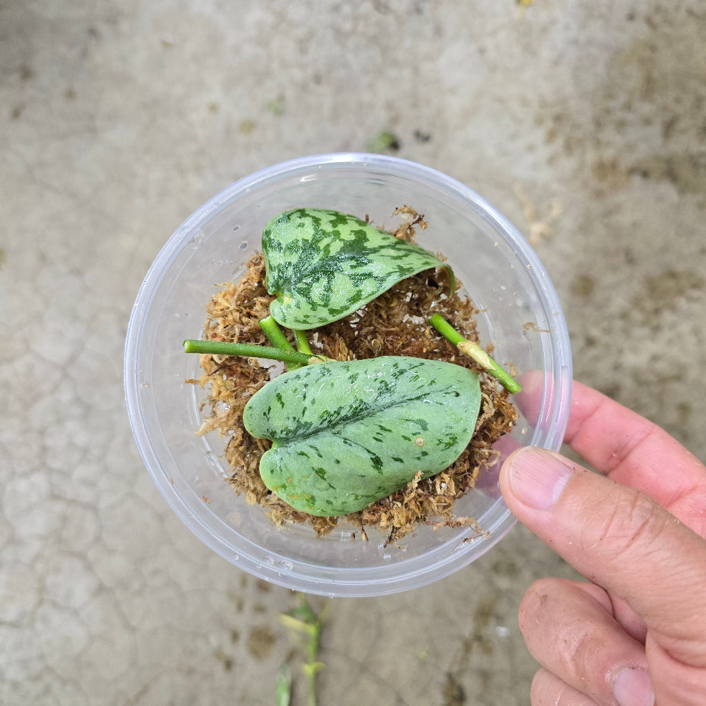 Scindapsus 'Silver Lady' - NODES (2)