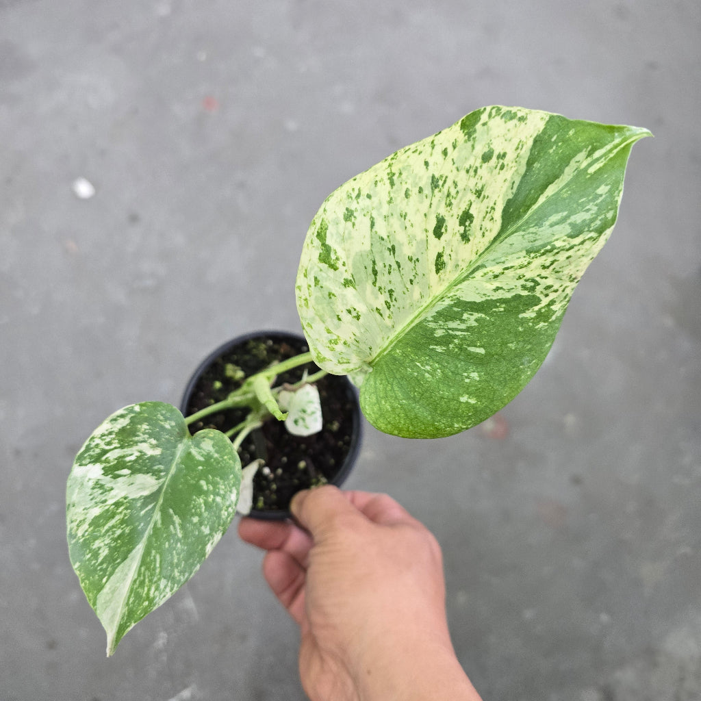 Monstera White Monster - 5"