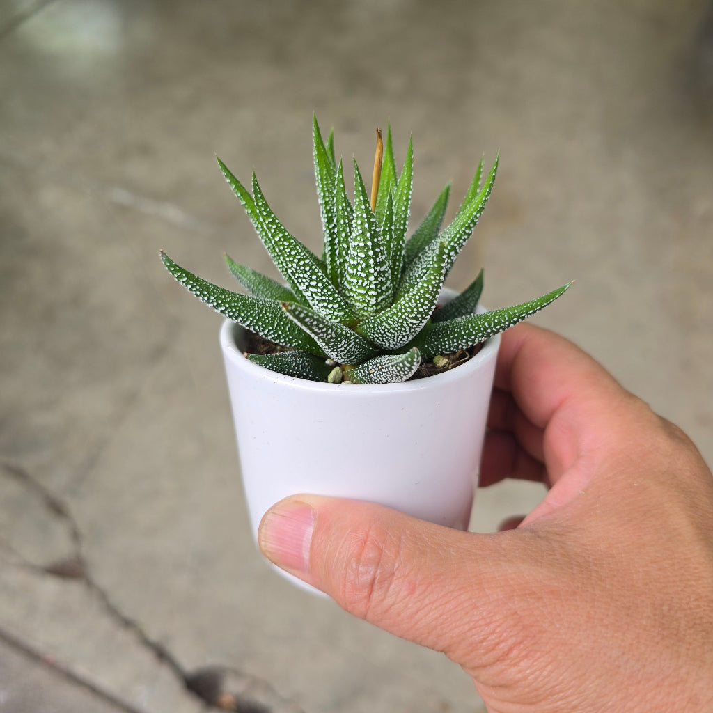 Haworthia assorted - 2" (ceramic pot)