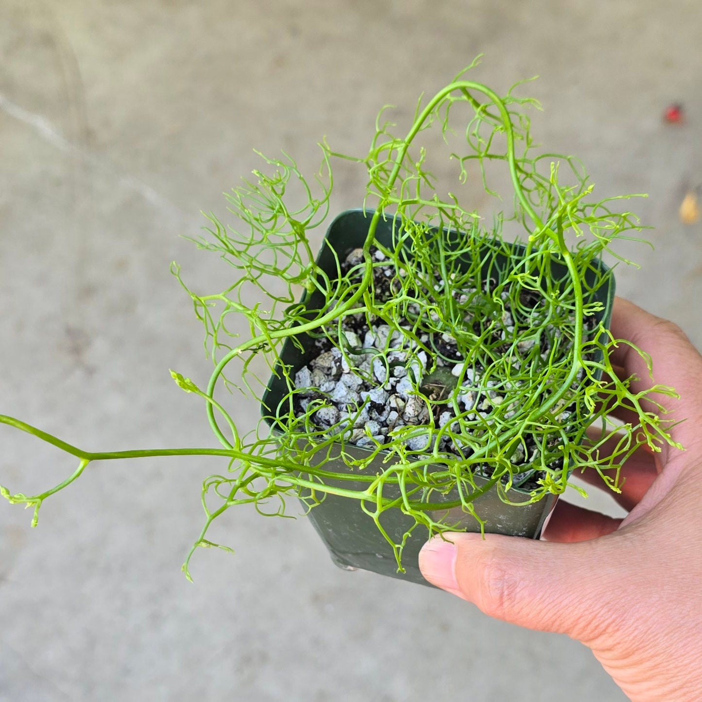 Boweiea volubilis - 4"