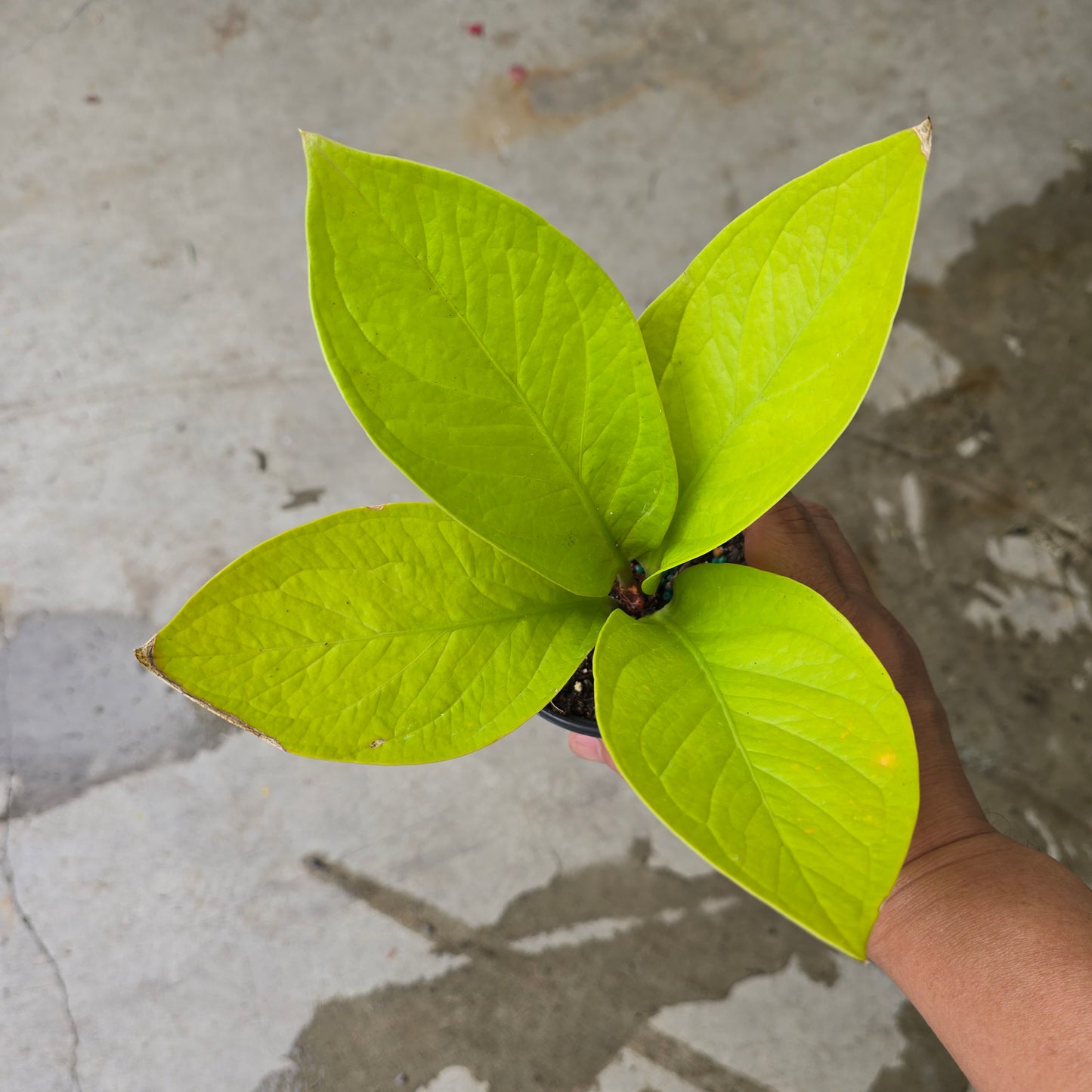 Anthurium 'King of Kings' - 4"