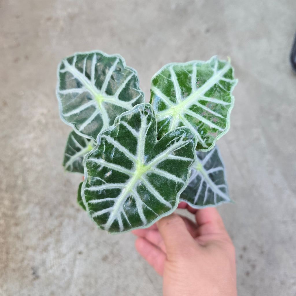 Alocasia 'Parasol' - 4"