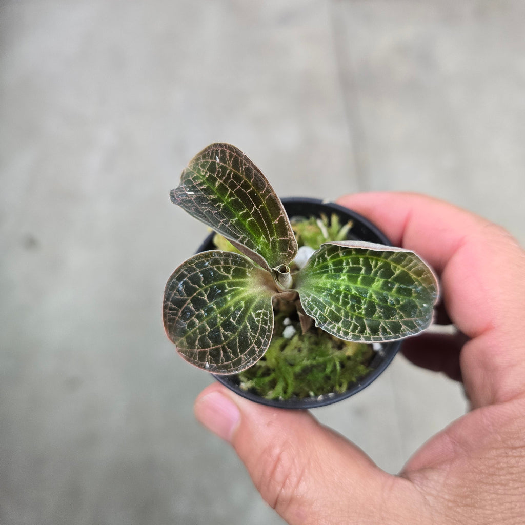 Dossinochilus 'Dreamcatcher' - 2"