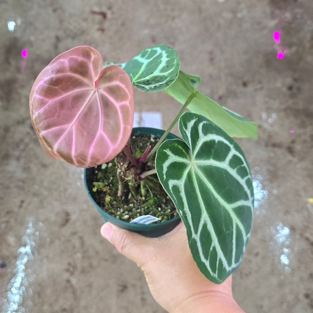 Anthurium 'Memoria Tim Anderson' - 5"