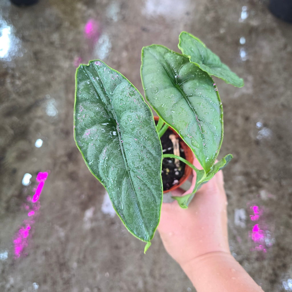 Alocasia Puncak Borneensis - 2"