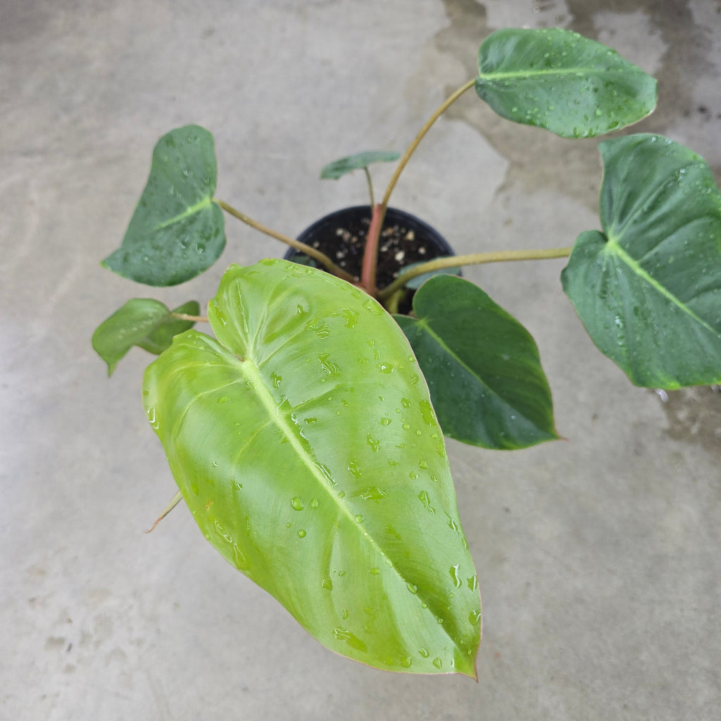 Philodendron billietiae x pastazanum - 6"