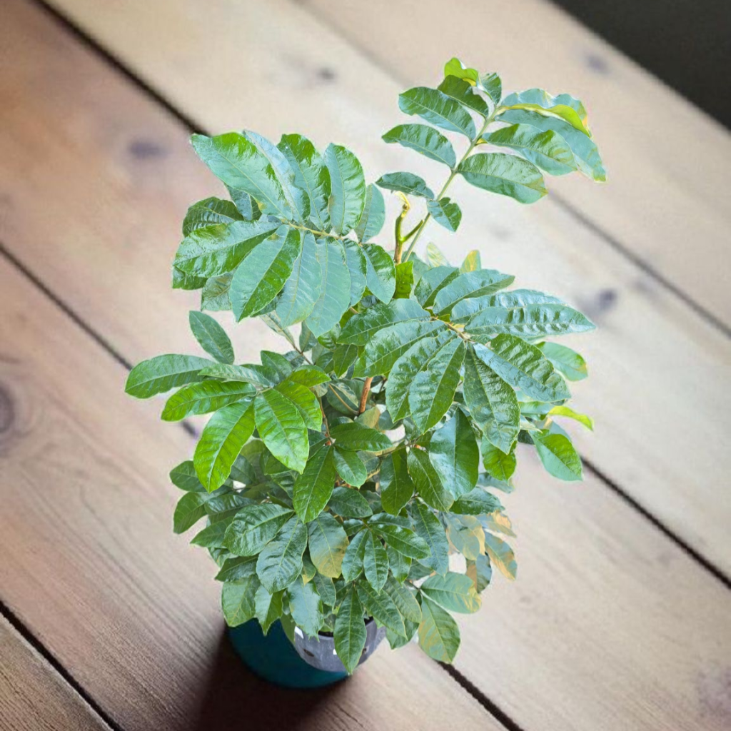 Trichilia dregeana - 14"