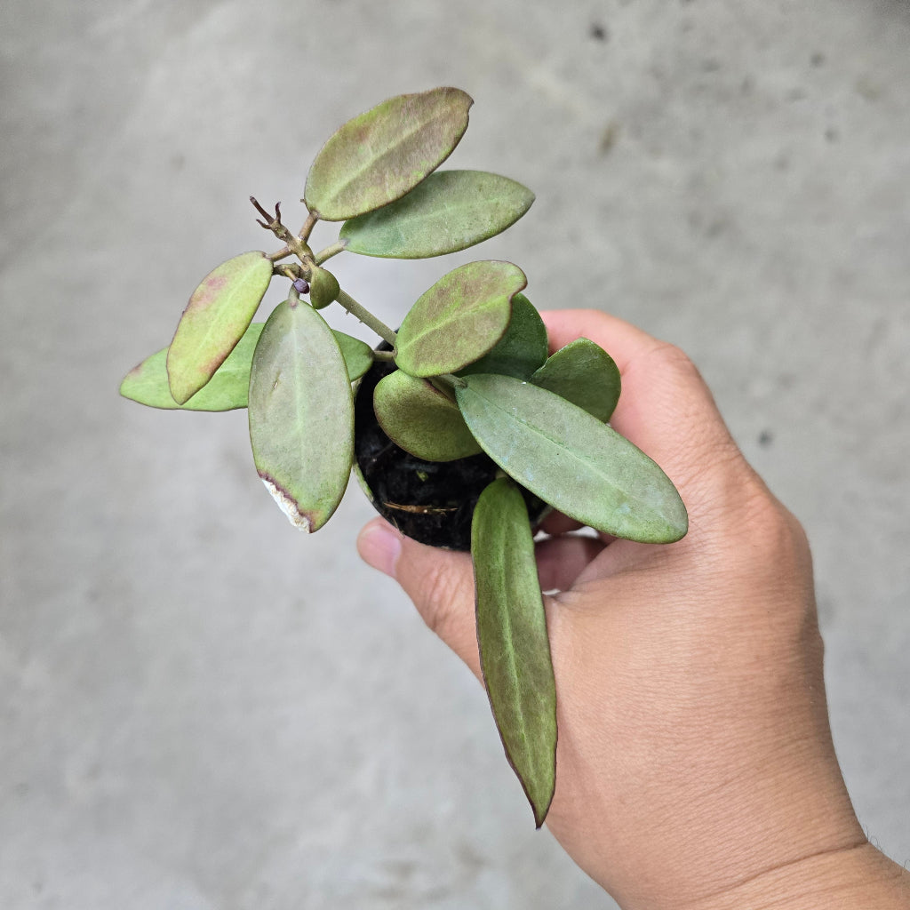 Hoya 'Silver Lady' - 3" (HB)