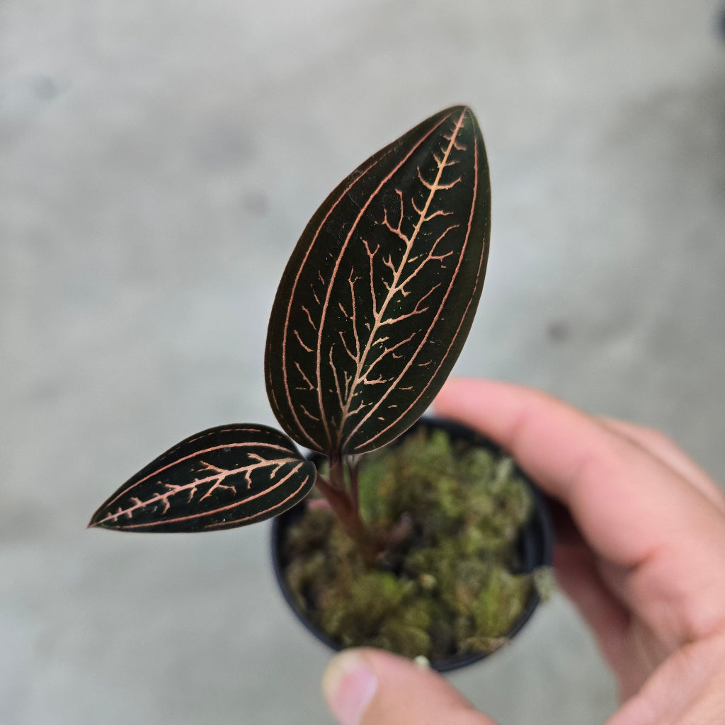 Ludisia discolor 'Spiderman' - 2"