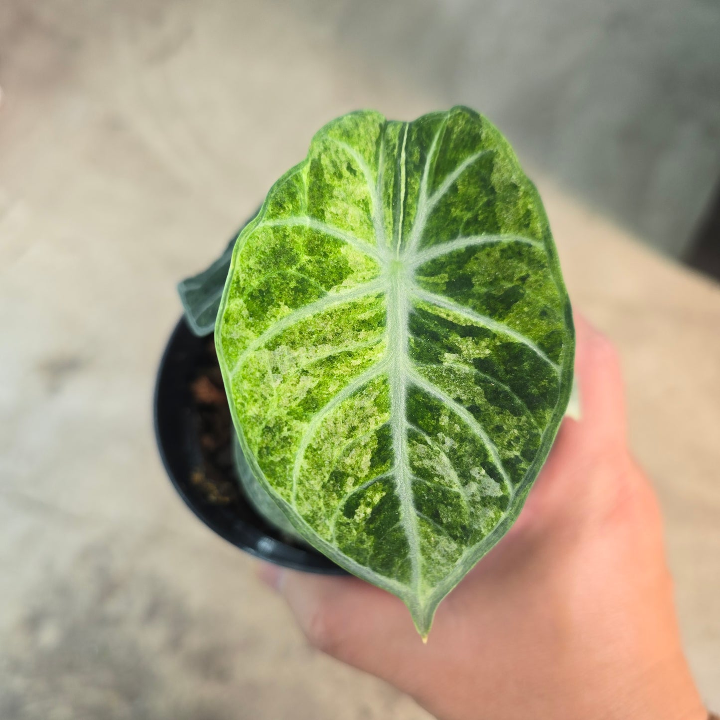 Alocasia 'Ninja' variegated - 4"