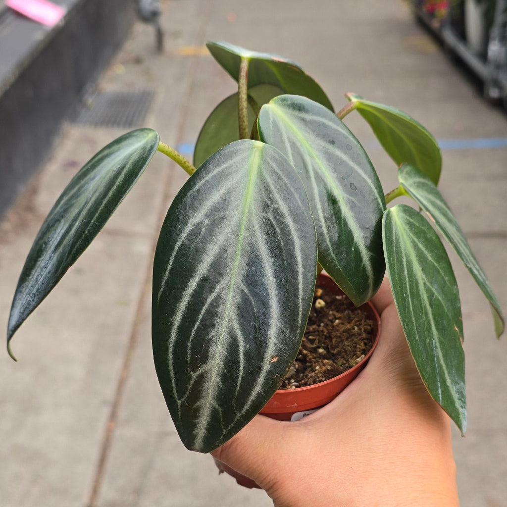 Peperomia maculosa - 4"