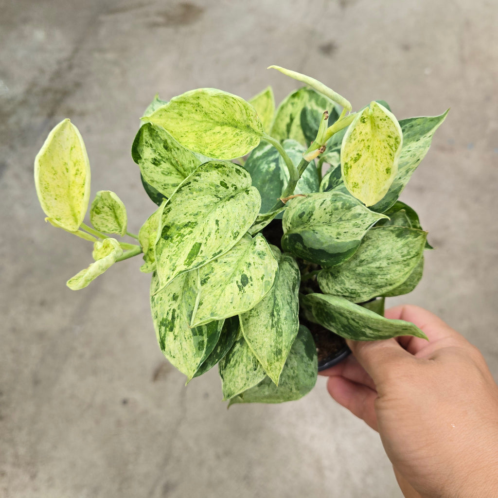 Scindapsus 'Marble Queen' - cutting