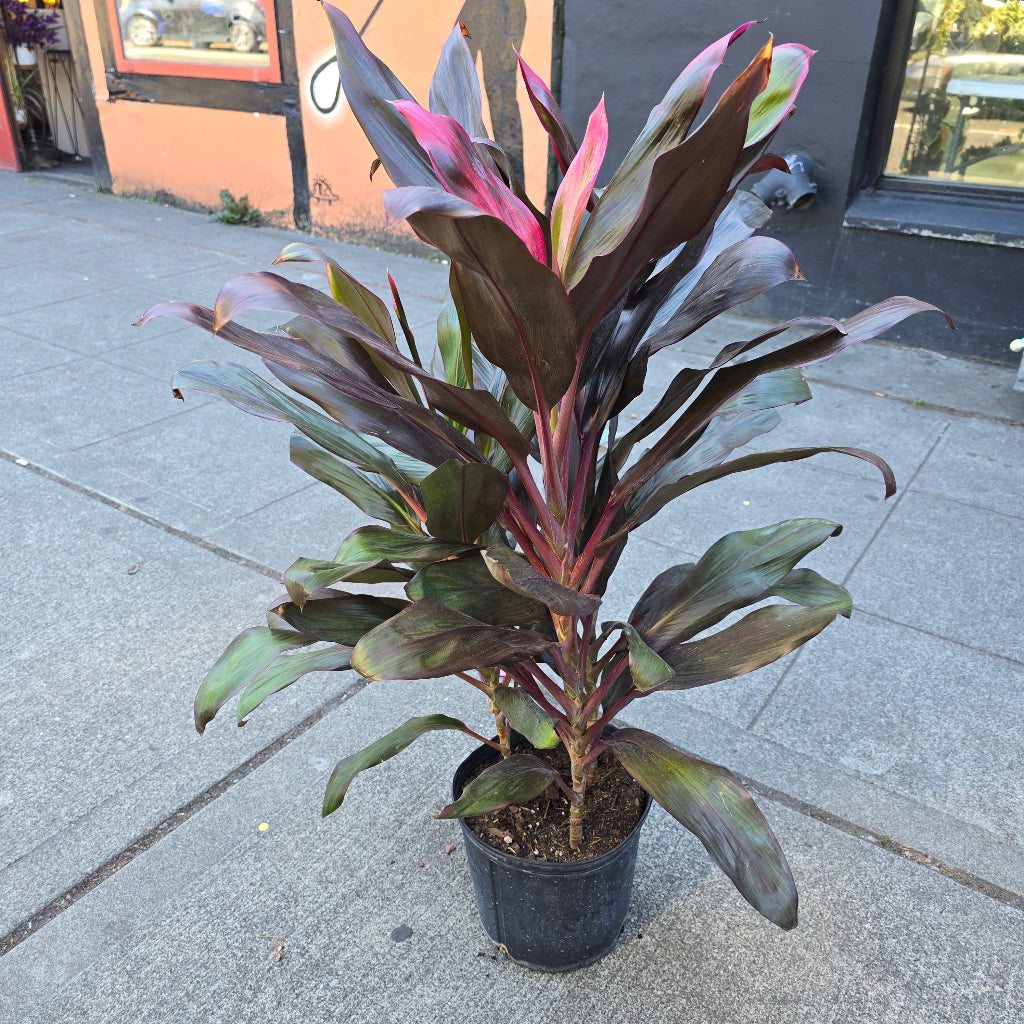 Cordyline - Red Ti (10")