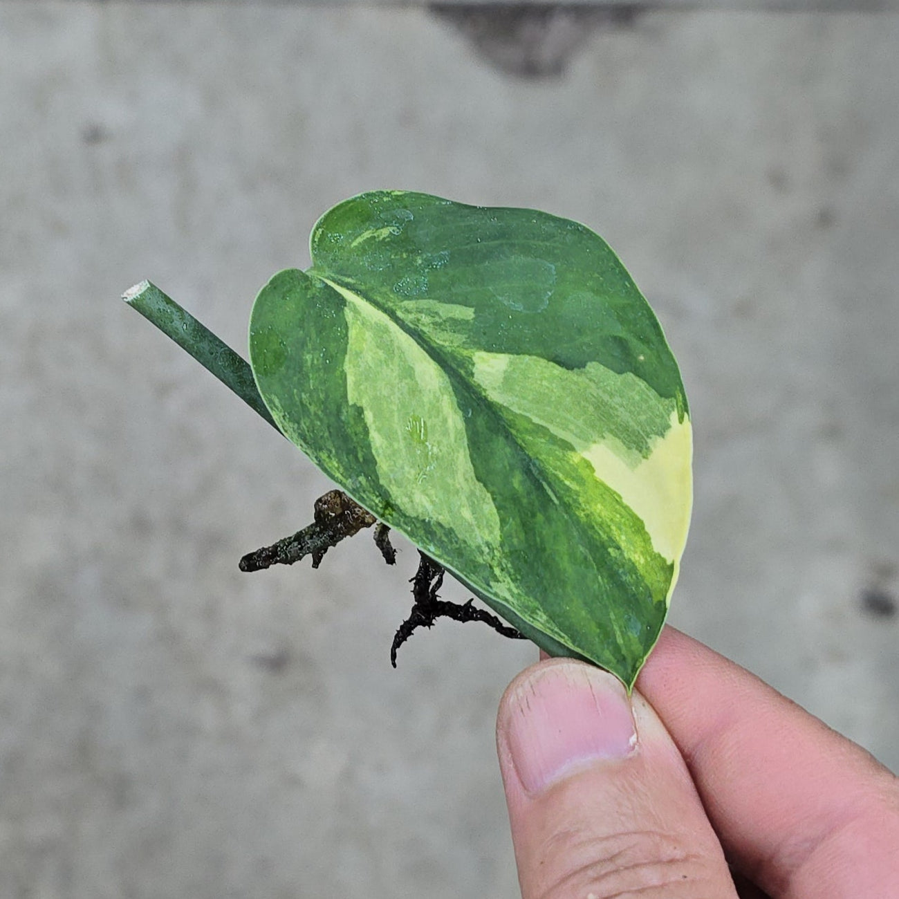 Scindapsus Variegated Assorted - NODE