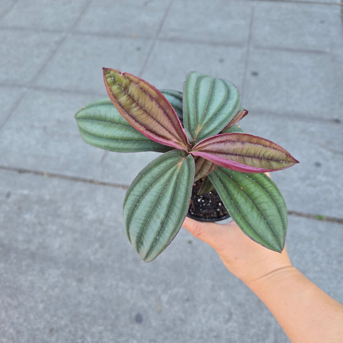 Medinilla 'Gregori Hambali' - 4"