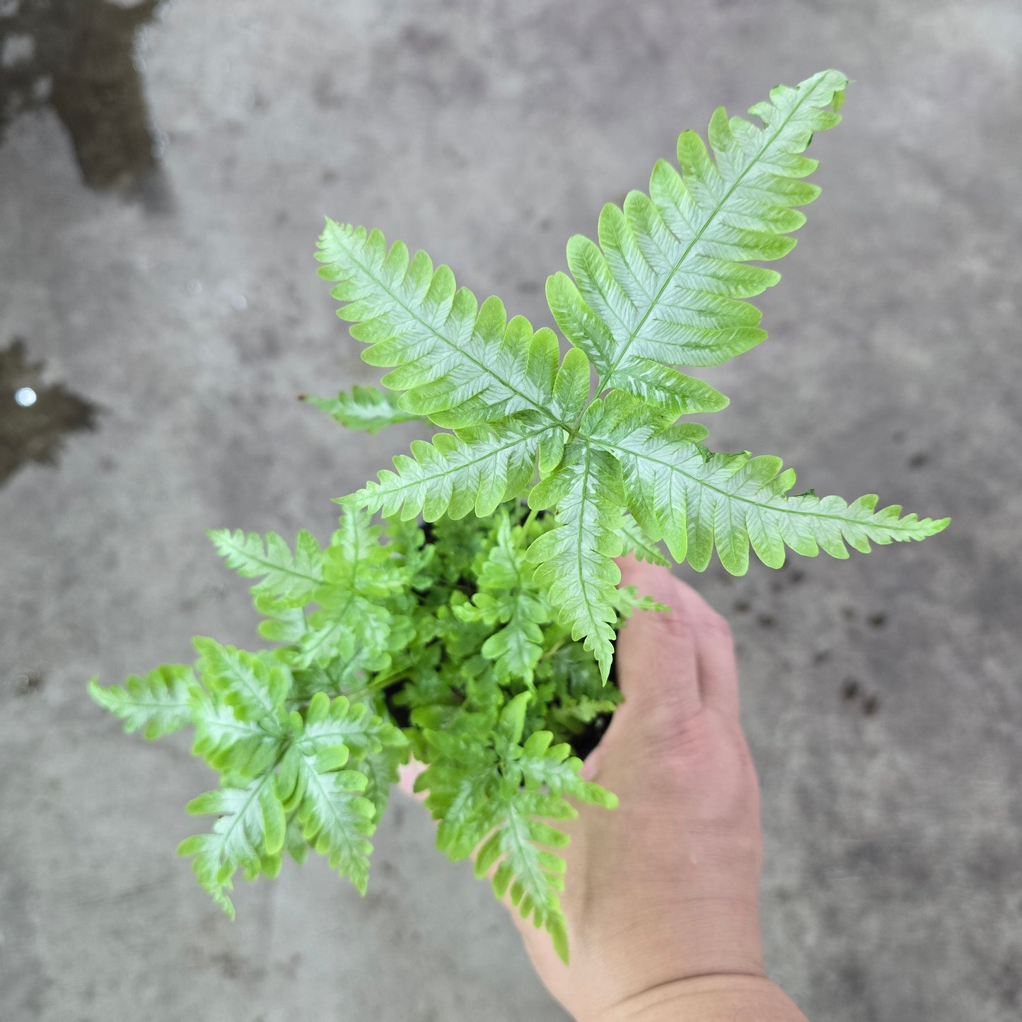 Pteris ensiformis - 4"
