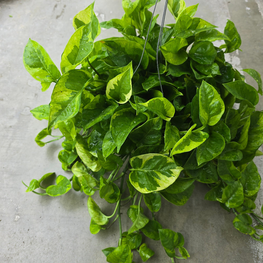 Epipremnum 'Monet Sol' - 4"