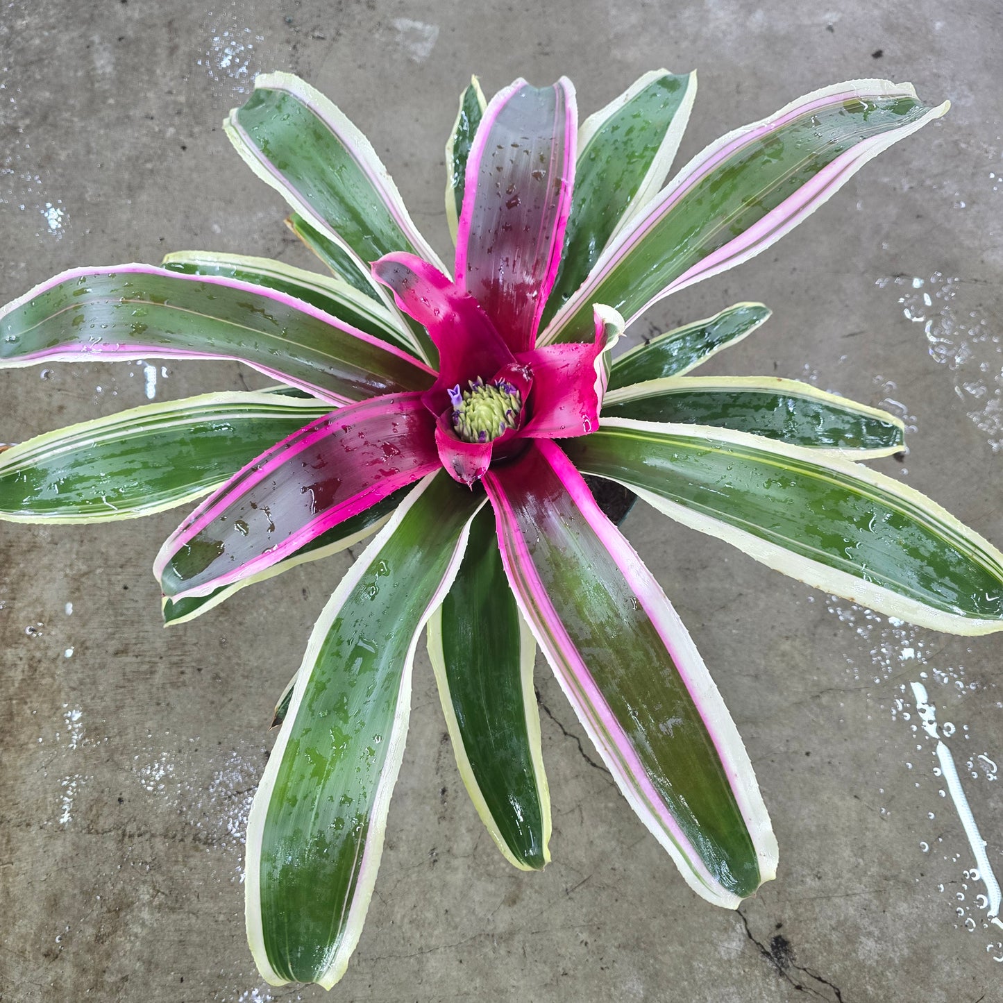Bromeliad Neoregelia variegated - 4"