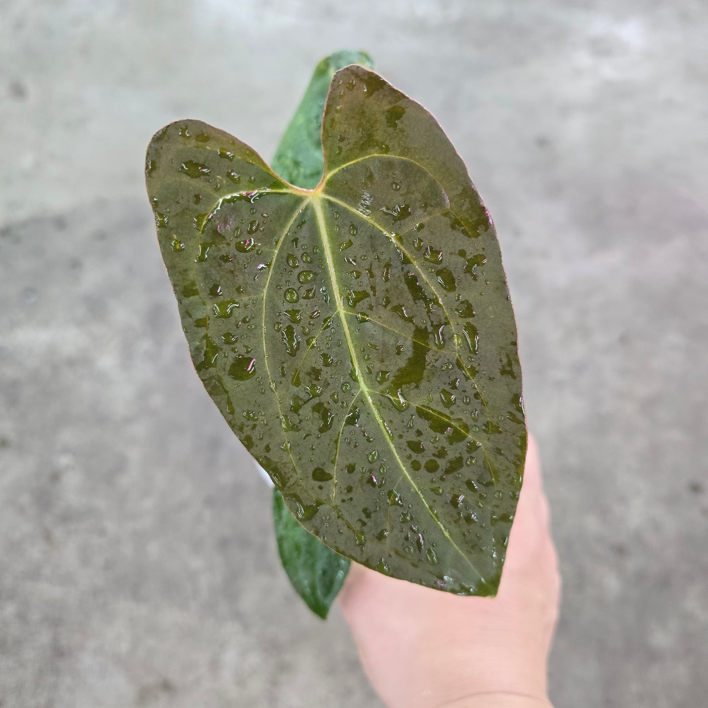 Anthurium 'Ace of Spades' X - 2"