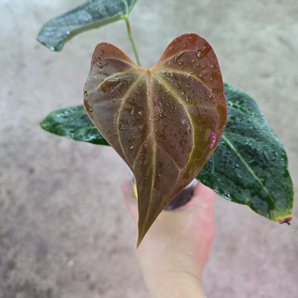 Anthurium Velvet Moira X - 3"