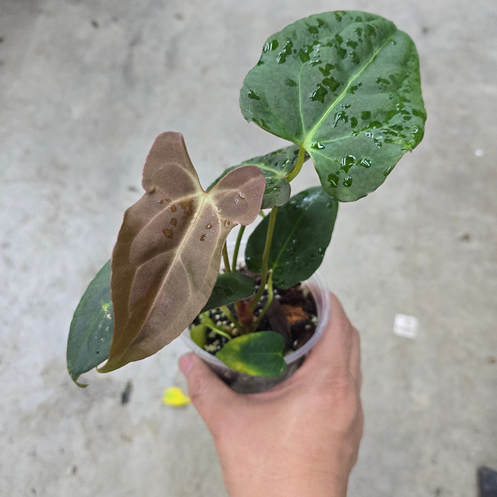 Anthurium papillilaminum ORI X - 3"