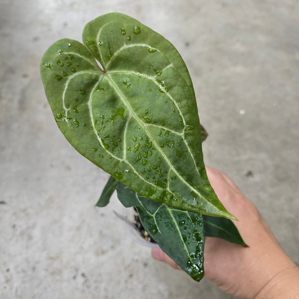Anthurium clarinervium x 'Bintang Kejora' - 3"