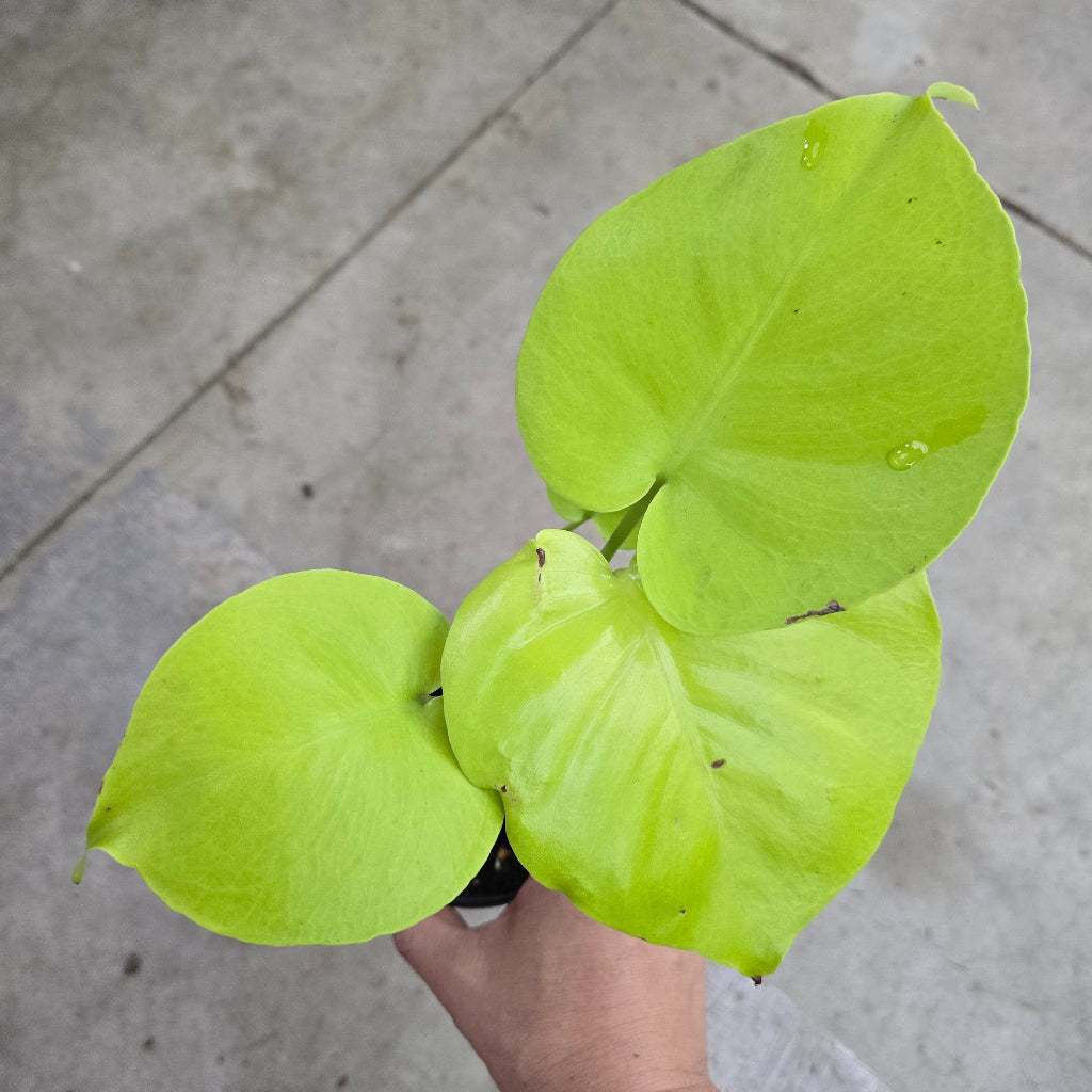 Monstera deliciosa 'lemon lime' - 4"