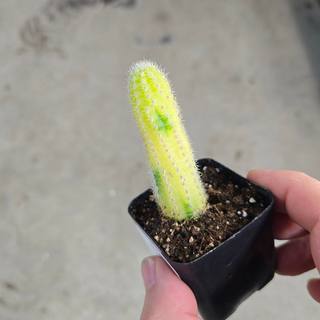 Echinopsis chamaecereus 'Variegated' - 2"